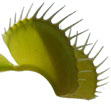 Dionaea Muscipula